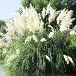 Pampas Grass Live Plants Perennial Ornamental Grasses, 5-9 Inch Tall, White, Pack of 2 for Growing and Landscaping