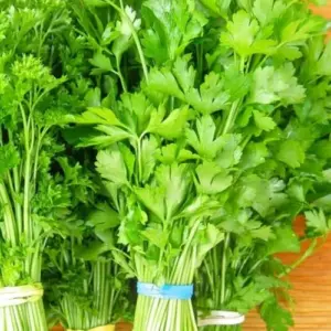 Parsley Live Plants 4 Pack - 3-5 Inch Tall Starter Pots for Culinary Herbs