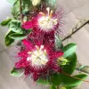 Passion Flower Plants Live Burgundy Vine 5-7 Inch Tall Climbing Trellis Fence No Pot