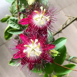 Passion Flower Plants Live Burgundy Vine 5-7 Inch Tall Climbing Trellis Fence No Pot