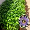 Passion Flower Plants Live, Climbing Vine, 5-7 Inch Tall, Blue, Well-Rooted for Trellises and Fences (2-Pack)