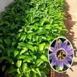 Passion Flower Plants Live, Climbing Vine, 5-7 Inch Tall, Blue, Well-Rooted for Trellises and Fences (2-Pack)