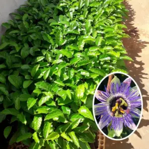 Passion Flower Plants Live, Climbing Vine, 5-7 Inch Tall, Blue, Well-Rooted for Trellises and Fences (2-Pack)