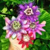 Passion Flower Plants Live Passiflora Vine 5-7 Inch Tall Well-Rooted Climbing Vine for Trellises Fences No Pot Mix