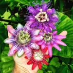 Passion Flower Plants Live Passiflora Vine 5-7 Inch Tall Well-Rooted Climbing Vine for Trellises Fences No Pot Mix