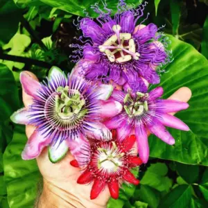 Passion Flower Plants Live Passiflora Vine 5-7 Inch Tall Well-Rooted Climbing Vine for Trellises Fences No Pot Mix