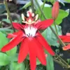 Passion Flower Plants Live Red Vine 2 Pack Climbing 5-7 Inch Tall for Garden Trellis