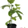 Passion Fruit Plant Live Tropical Vine, 5-10" Tall, Sweet Edible Fruits for Planting