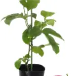 Passion Fruit Plant Live Tropical Vine, 5-10" Tall, Sweet Edible Fruits for Planting