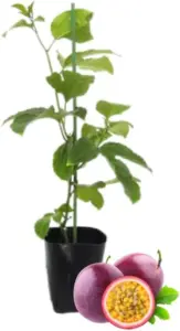 Passion Fruit Plant Live Tropical Vine, 5-10" Tall, Sweet Edible Fruits for Planting