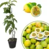 Passion Fruit Vine Plant Live Perennial Tropical Tree for Garden Trellis 5-10 Inches Tall