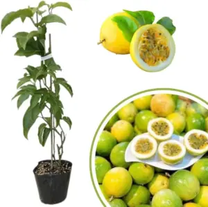 Passion Fruit Vine Plant Live Perennial Tropical Tree for Garden Trellis 5-10 Inches Tall