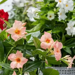 Peach Mandevilla Vine Plant Live Seedling 5-7 Inch Tall Perennial Flowering Trellis Garden