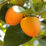 Persimmon Tree Live Plant Seedling 8-14 Inch Tall Well Rooted Cold Hardy Year-Round Planting Fruit