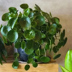 Pilea Peperomioides Live Indoor Plants 2 Pack 4-6 Inch Tall Houseplant for Garden