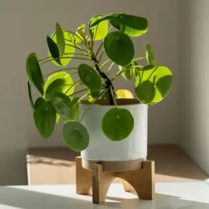 Pilea Peperomioides Live Plant Indoor, Large 4 Inch Pot Houseplant, Green