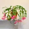 Pink Christmas Cactus Plant Live 4 Inch Pot 4-6 Inch Tall Holiday Houseplant Flower Succulent Indoor Garden