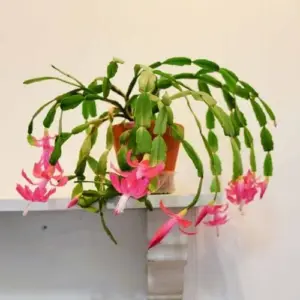 Pink Christmas Cactus Plant Live 4 Inch Pot 4-6 Inch Tall Holiday Houseplant Flower Succulent Indoor Garden