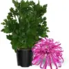 Pink Chrysanthemum Plant Live Mums 5-7 Inch Tall Flower for Indoor Outdoor Gardening