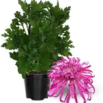 Pink Chrysanthemum Plant Live Mums 5-7 Inch Tall Flower for Indoor Outdoor Gardening