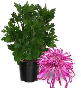 Pink Chrysanthemum Plant Live Mums 5-7 Inch Tall Flower for Indoor Outdoor Gardening