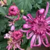Pink Chrysanthemum Plants Live, Mums Flower, 5-8 Inch Tall, Gardening Mum Live Plant