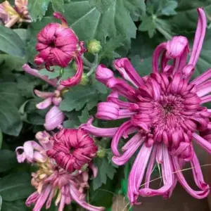 Pink Chrysanthemum Plants Live, Mums Flower, 5-8 Inch Tall, Gardening Mum Live Plant
