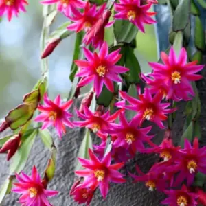 Pink Easter Cactus Plants Live | Starter Holiday Houseplants | Cold Hardy | 5-9" Tall | Indoor Outdoor