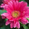 Pink Gerbera Daisy Live Plants 3 Pack, 5-6 Inch Long Vibrant Flowering Daisy Plants for Garden & Indoor Outdoor