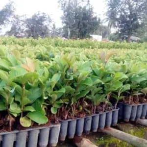 Pink Guava Tree Live Plant Sweet Fruit 5-9 Inches Tall