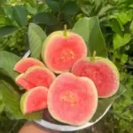 Pink Guava Trees Live Plants Pack of 3 for Outdoor Planting, 5-9 Inches Tall, Fast Growing