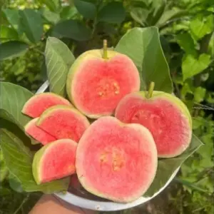 Pink Guava Trees Live Plants Pack of 3 for Outdoor Planting, 5-9 Inches Tall, Fast Growing