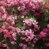Pink Oleander Plants Live Flowering Shrub Set of 2, 5-7 Inch Tall, Ready to Grow Outdoor