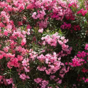 Pink Oleander Plants Live Flowering Shrub Set of 2, 5-7 Inch Tall, Ready to Grow Outdoor