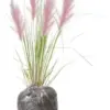 Pink Pampas Grass Seedlings Live Perennial Ornamental Plants Outdoor Hardy 5-9" Tall