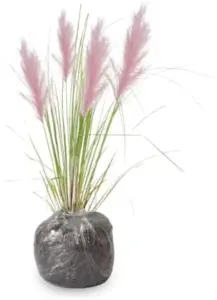 Pink Pampas Grass Seedlings Live Perennial Ornamental Plants Outdoor Hardy 5-9" Tall