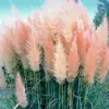 Pink Pampas Grass Seedlings Live Plant, 5-9 Inch Tall Fully Rooted Perennial Ornamental Grass for Gardens