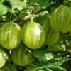 Pixwell Gooseberry Live Plant, 5-9 Inch Tall, Outdoor Fruiting Shrub for Planting