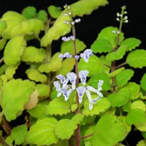 Plectranthus Swedish Ivy Plants Live – 5-8 Inch Green Houseplant Starter – 2 Pack