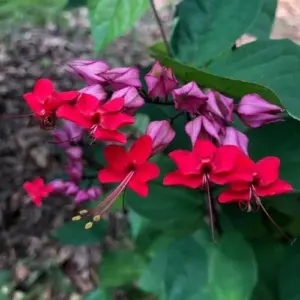 Purple Bleeding Heart Live Plants 2-Pack 5-9 Inches Clerodendrum Vine Bell Flowers Well Rooted