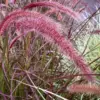 Purple Fountain Grass Live Plant 5-9 Inch Tall Ornamental Perennial