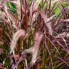 Purple Fountain Grass Live Plants Clump Ornamental Perennial 5-9 Inch Tall