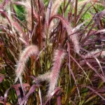Purple Fountain Grass Live Plants Clump Ornamental Perennial 5-9 Inch Tall
