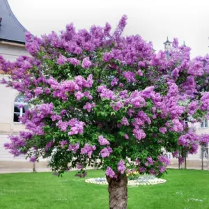 Purple Lilac Bush Live Plant, Potted, 20-30 Inches, Fragrant Flowers, Fully Rooted with Soil