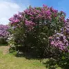 Purple Old Fashion Lilac Bush Live Plant 20-30 Inch Tall Fragrant Flower Tree for Garden