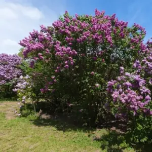 Purple Old Fashion Lilac Bush Live Plant 20-30 Inch Tall Fragrant Flower Tree for Garden