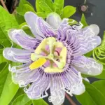 Purple Passion Flower Plants Live 2 Pack, 5-7 Inch Tall Climbing Vine for Trellises & Fences, Well-Rooted Starter Plants