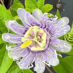Purple Passion Flower Plants Live 2 Pack, 5-7 Inch Tall Climbing Vine for Trellises & Fences, Well-Rooted Starter Plants