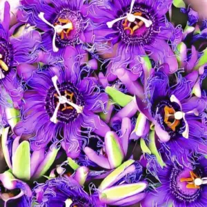 Purple Passion Flower Plants Live, Well-Rooted Climbing Vine, 5-7 Inch Tall for Trellises