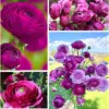 Purple Ranunculus Bulbs 25 Pack for Fall Planting - Peony Ranunculus Flowers Perennial Garden